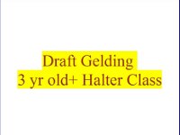 3 Yr Old Gelding Halter Class